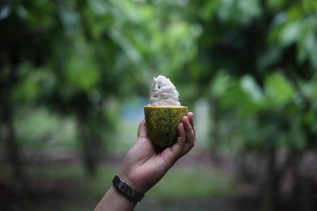 Cocoa Valley Resort Pua Luaran gambar